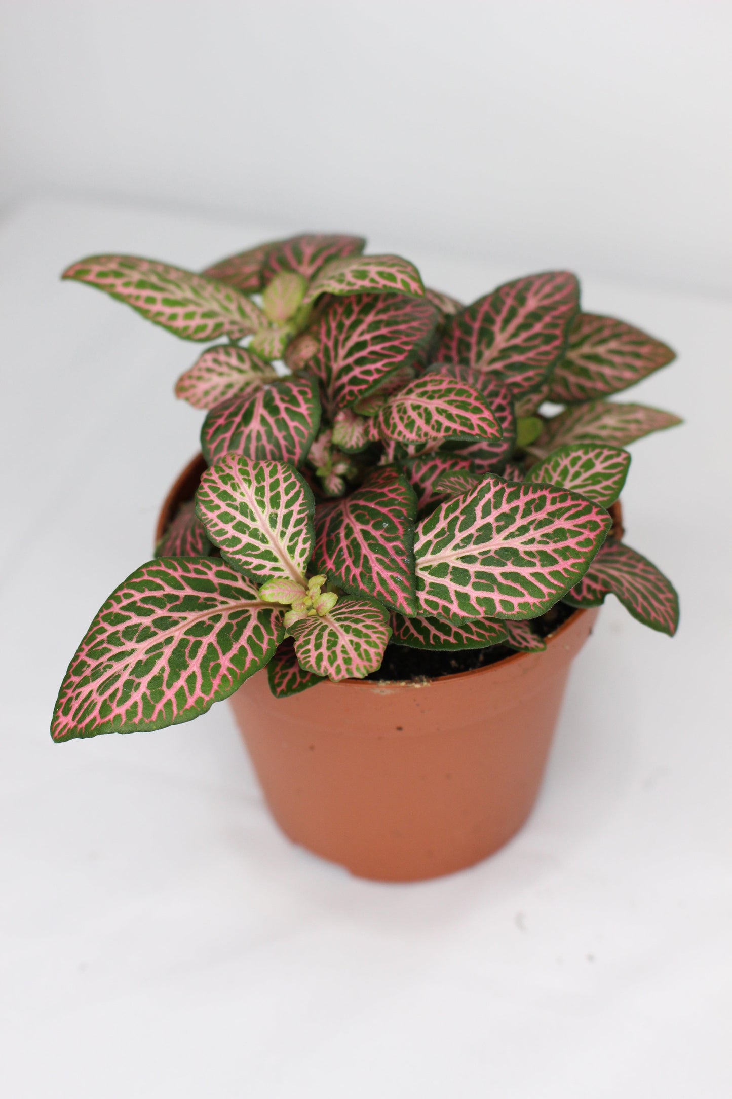 Fittonia Pink