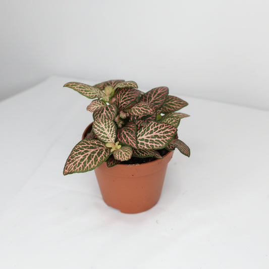 fittonia-pink-hojas-rosas