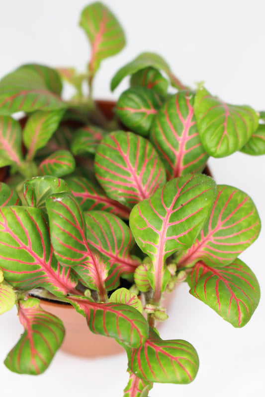 Fittonia Red Line