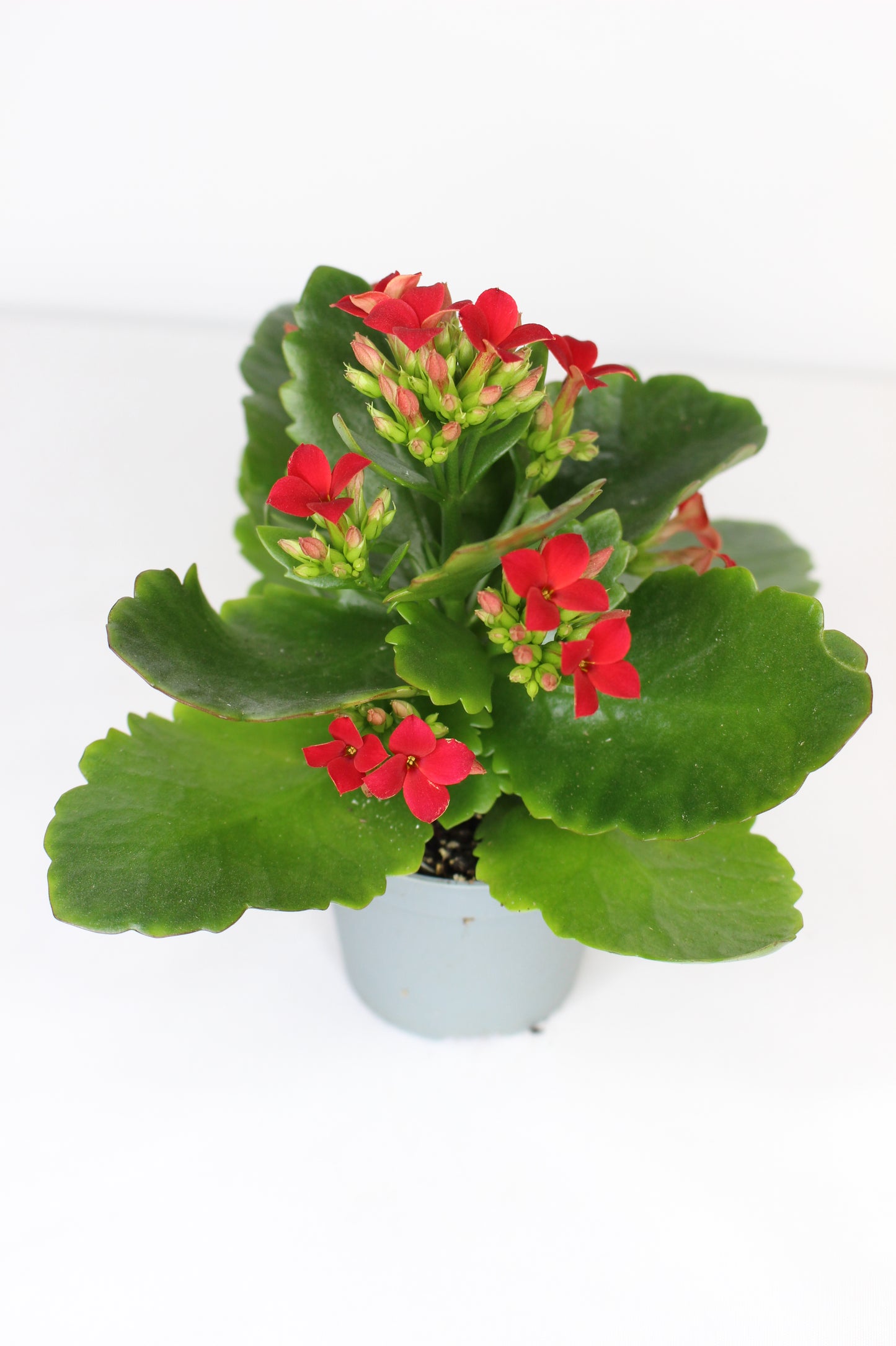 Kalanchoe Blossfeldiana Roja 6cm