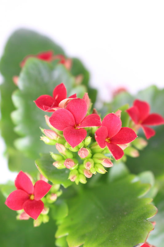 Kalanchoe Blossfeldiana Roja 6cm