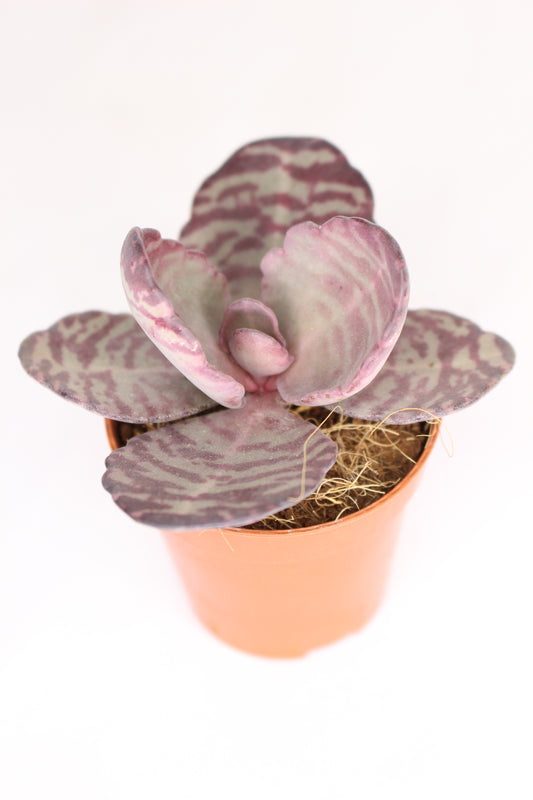 Kalanchoe humilis zebra