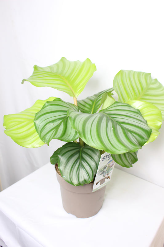 Calathea Orbifolia