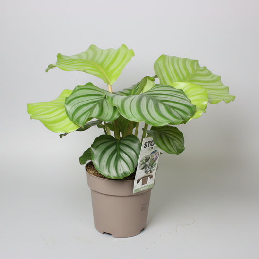 calathea orbifolia hojas grandes