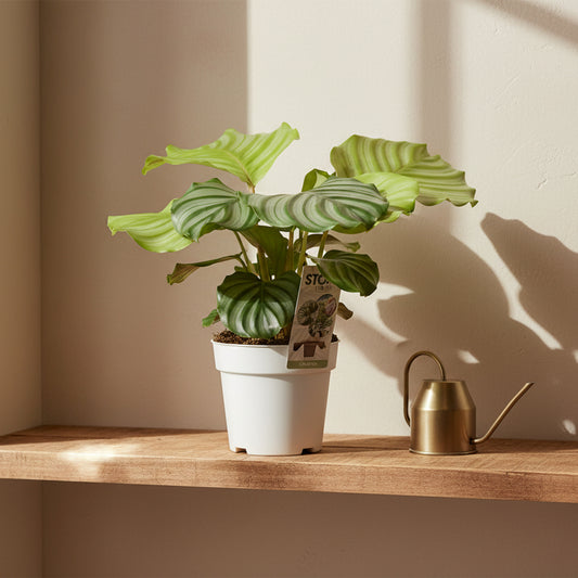 calathea orbifolia hojas grandes