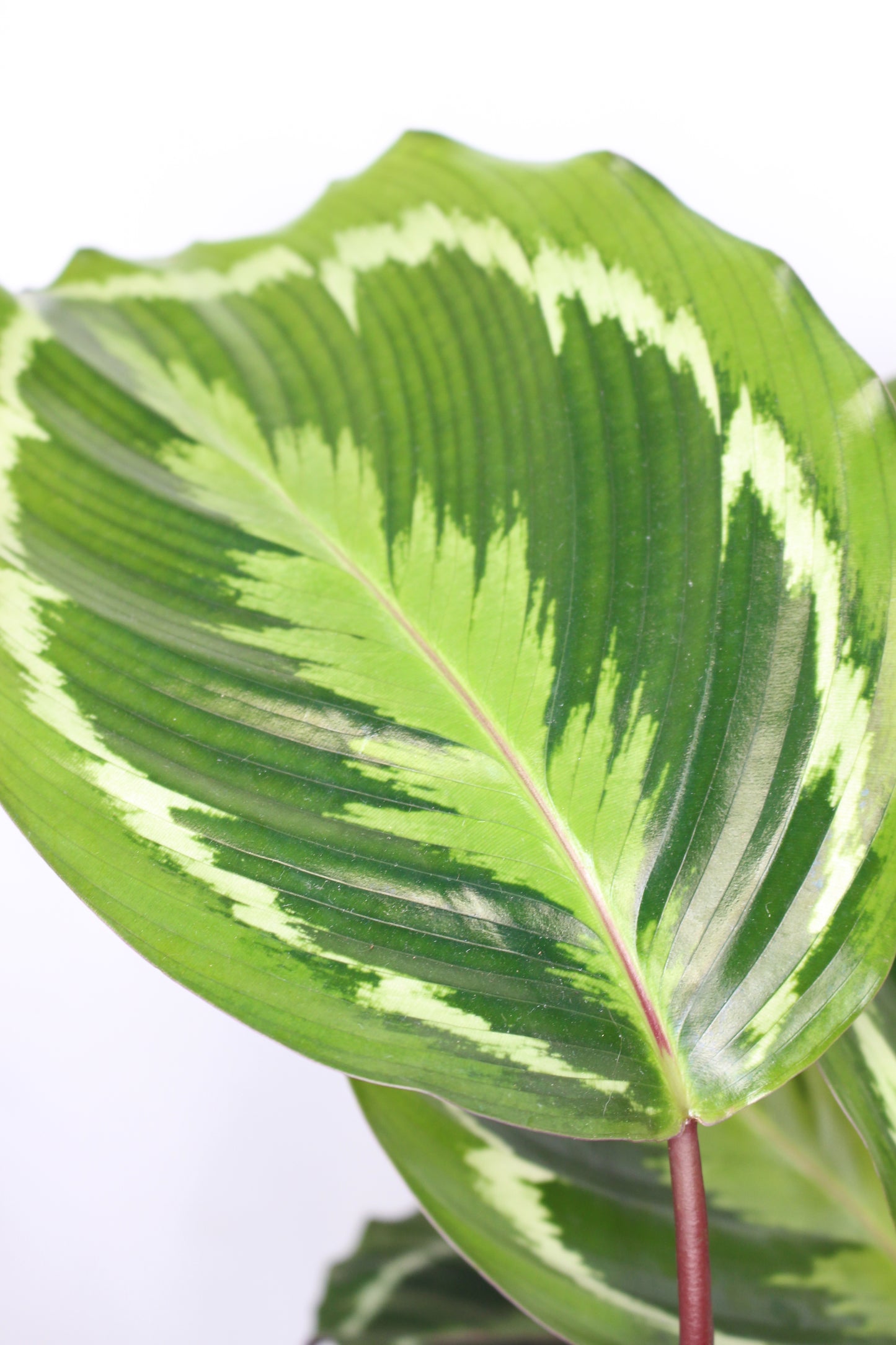 calathea medallion hojas decorativas