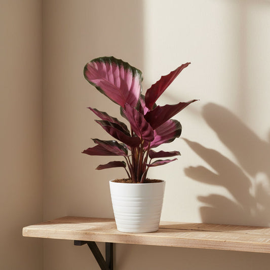 planta calathea roseopicta rosy decorativa