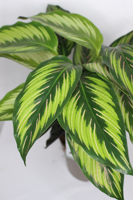 Calathea Beauty Star