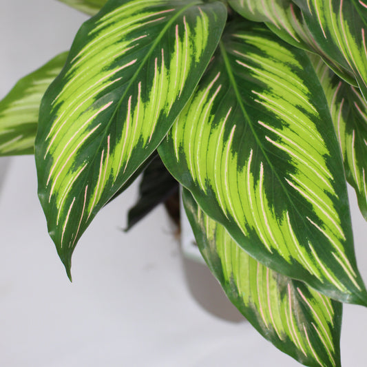 calathea beauty star hojas decorativas