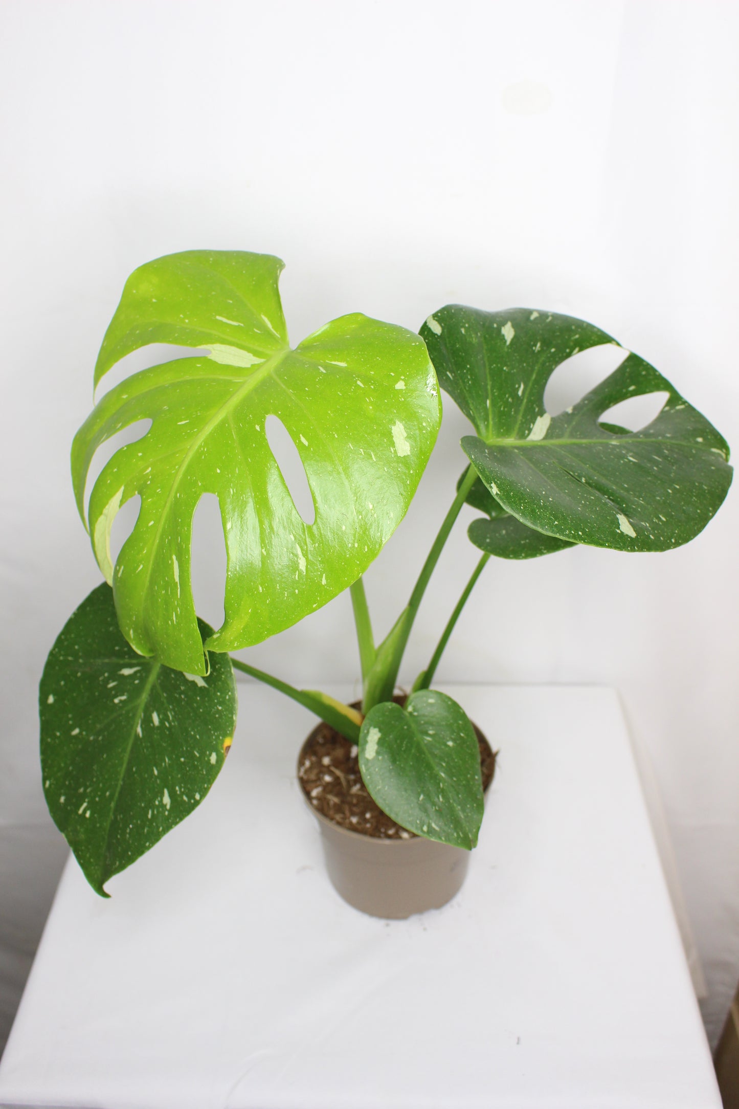 Monstera Thai Constellation