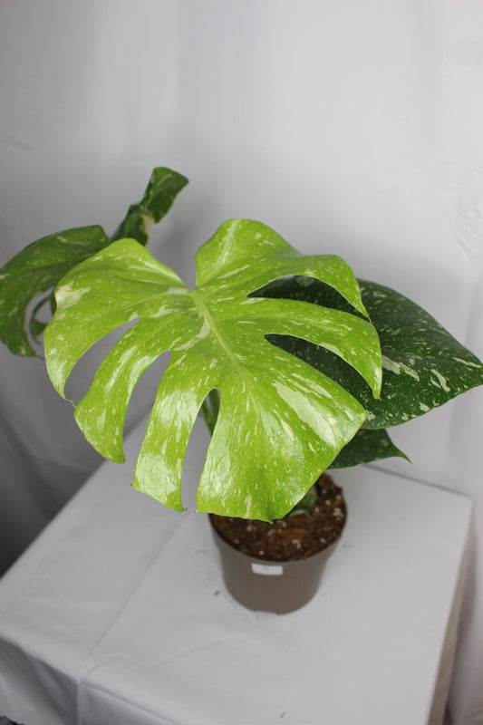 Monstera Thai Constellation