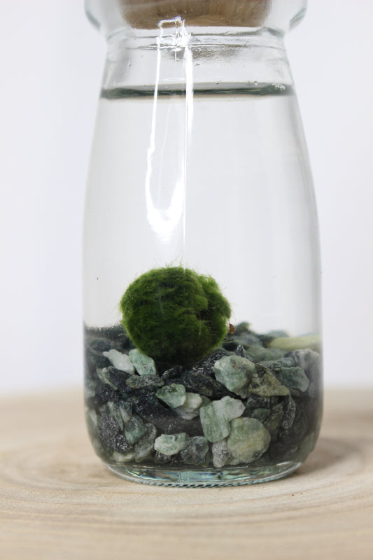 Marimo Mini Akan Gris