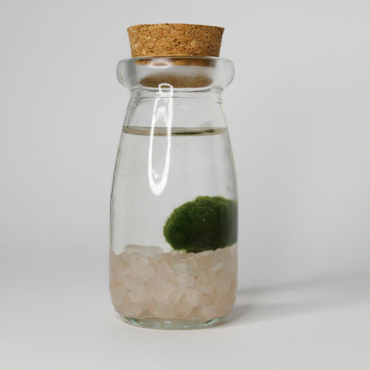 Marimo Spirit – Cuarzo Rosa Energía y Amor