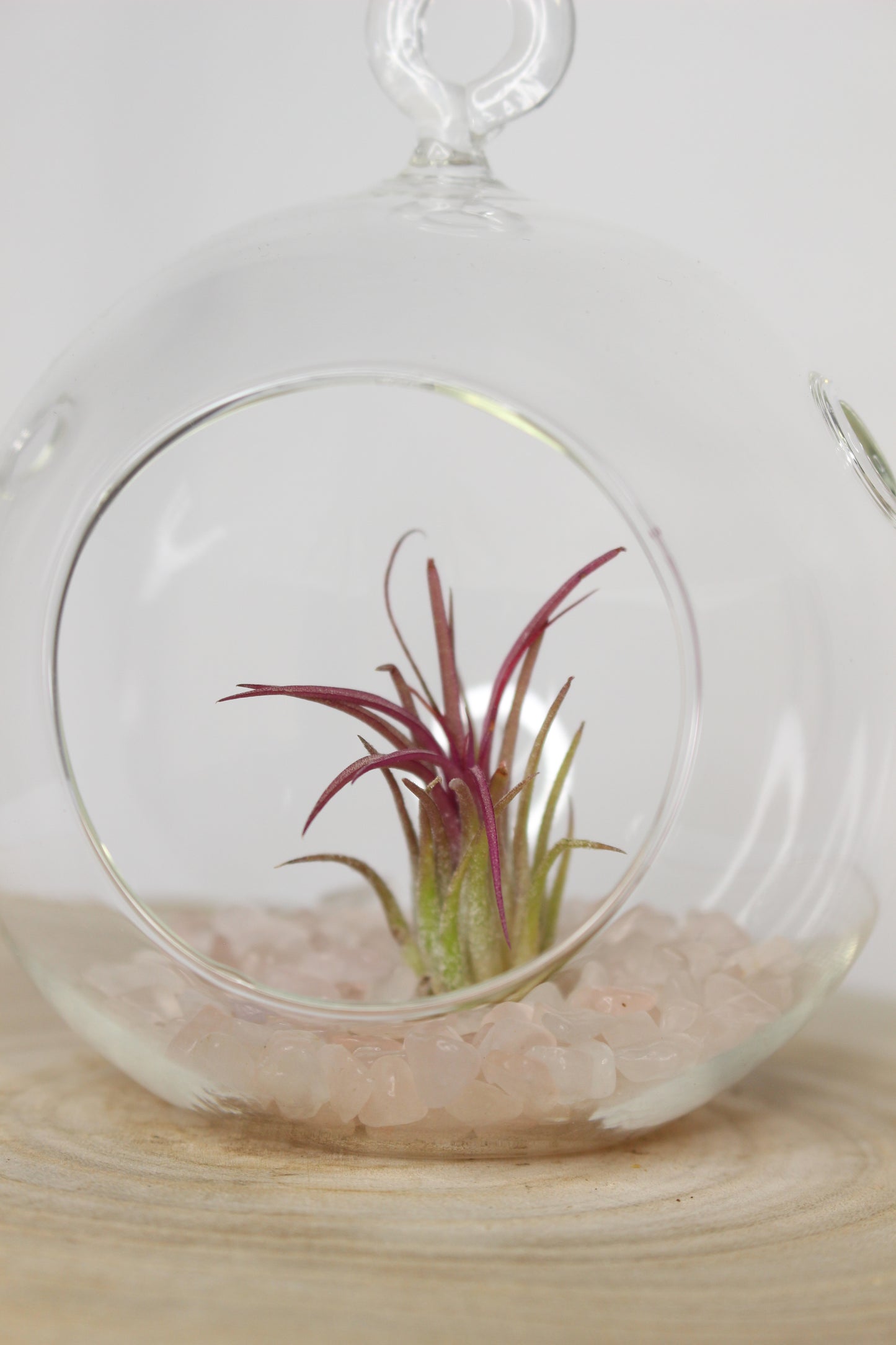 Tillandsia Terrario Cuarzo Rosa