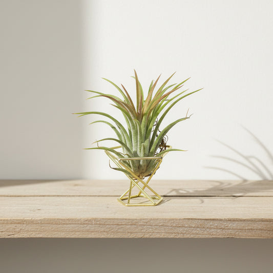 planta-facil-cuidado