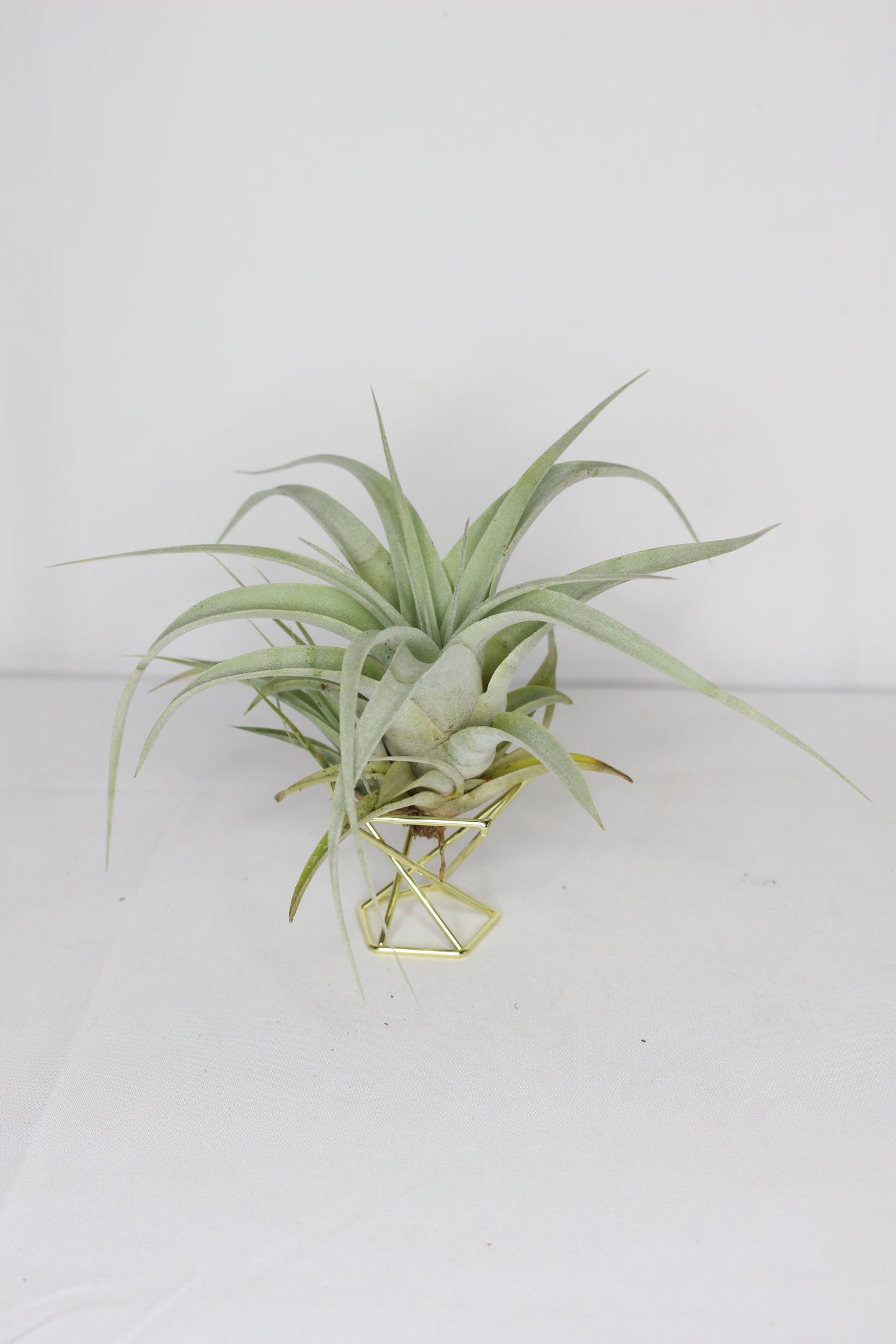 Tillandsia Xerographica L