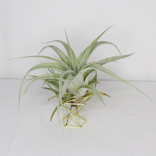 Tillandsia Harrisii L