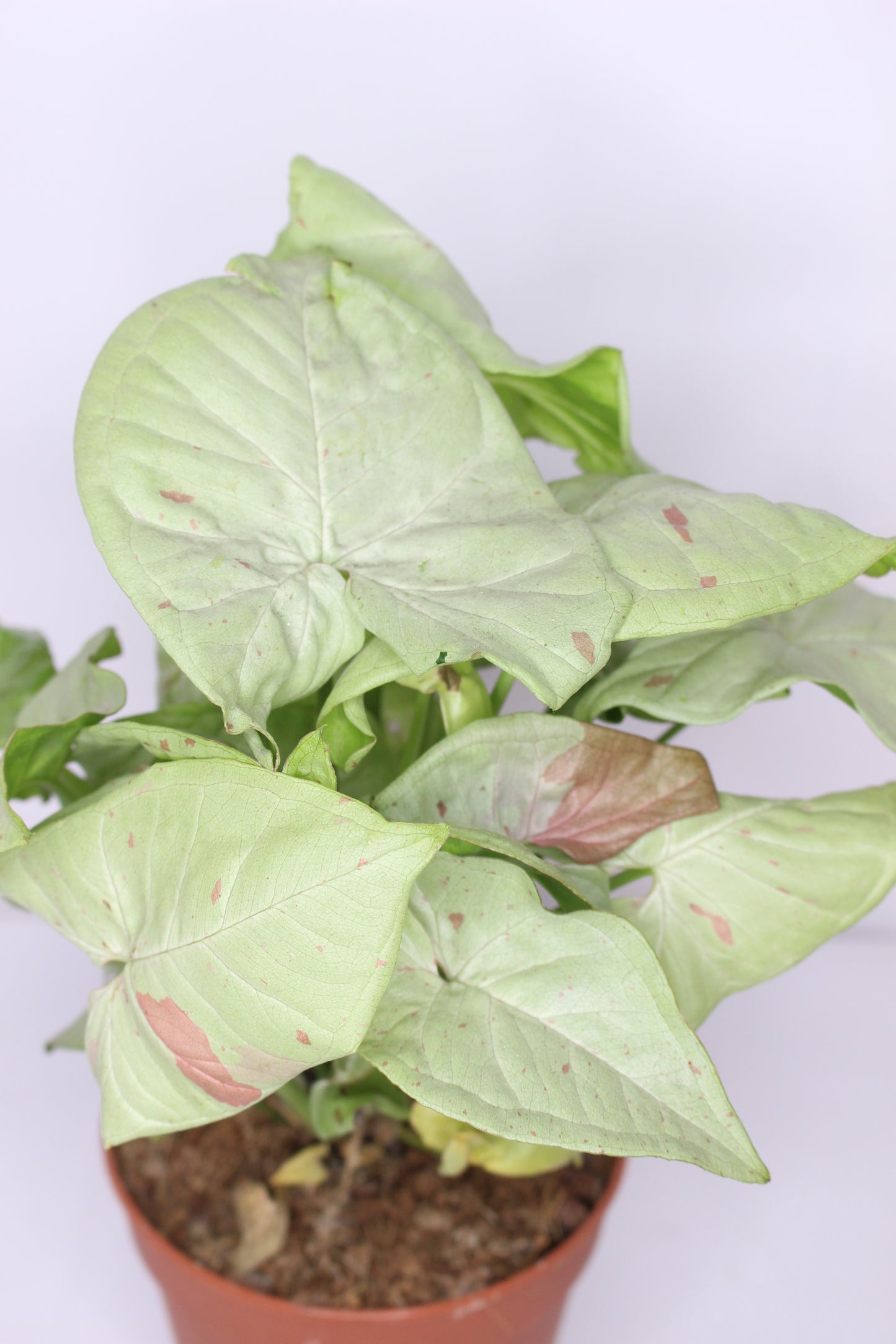 syngonium-milk-confetti-hojas-verdes-blancas