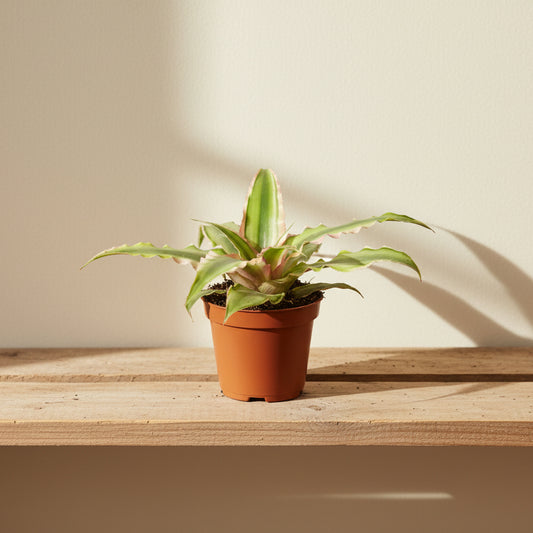 cryptanthus pink hojas rosadas