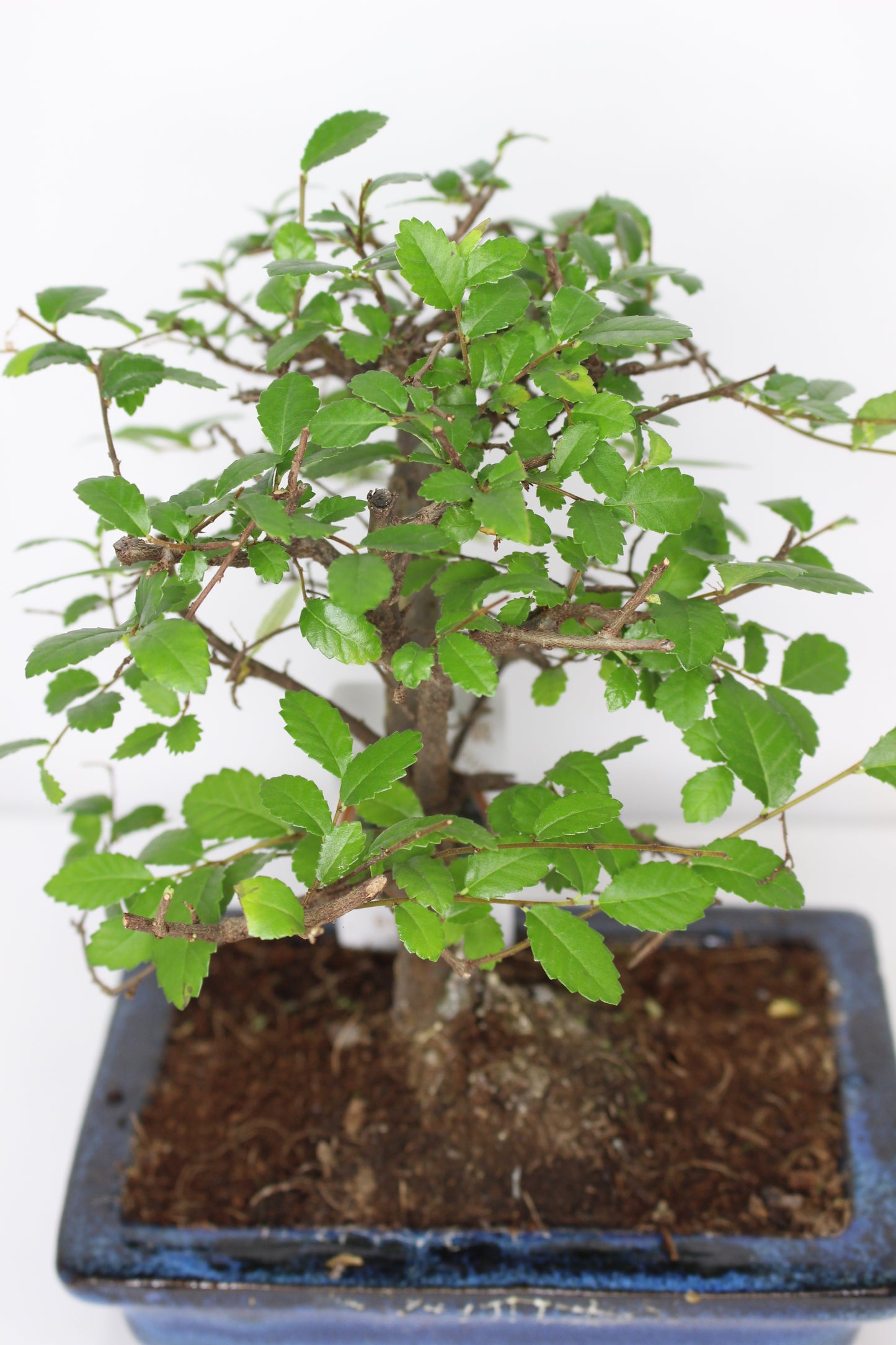 bonsai zelkova decoración hogar
