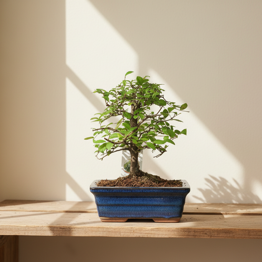 Bonsái Zelkova