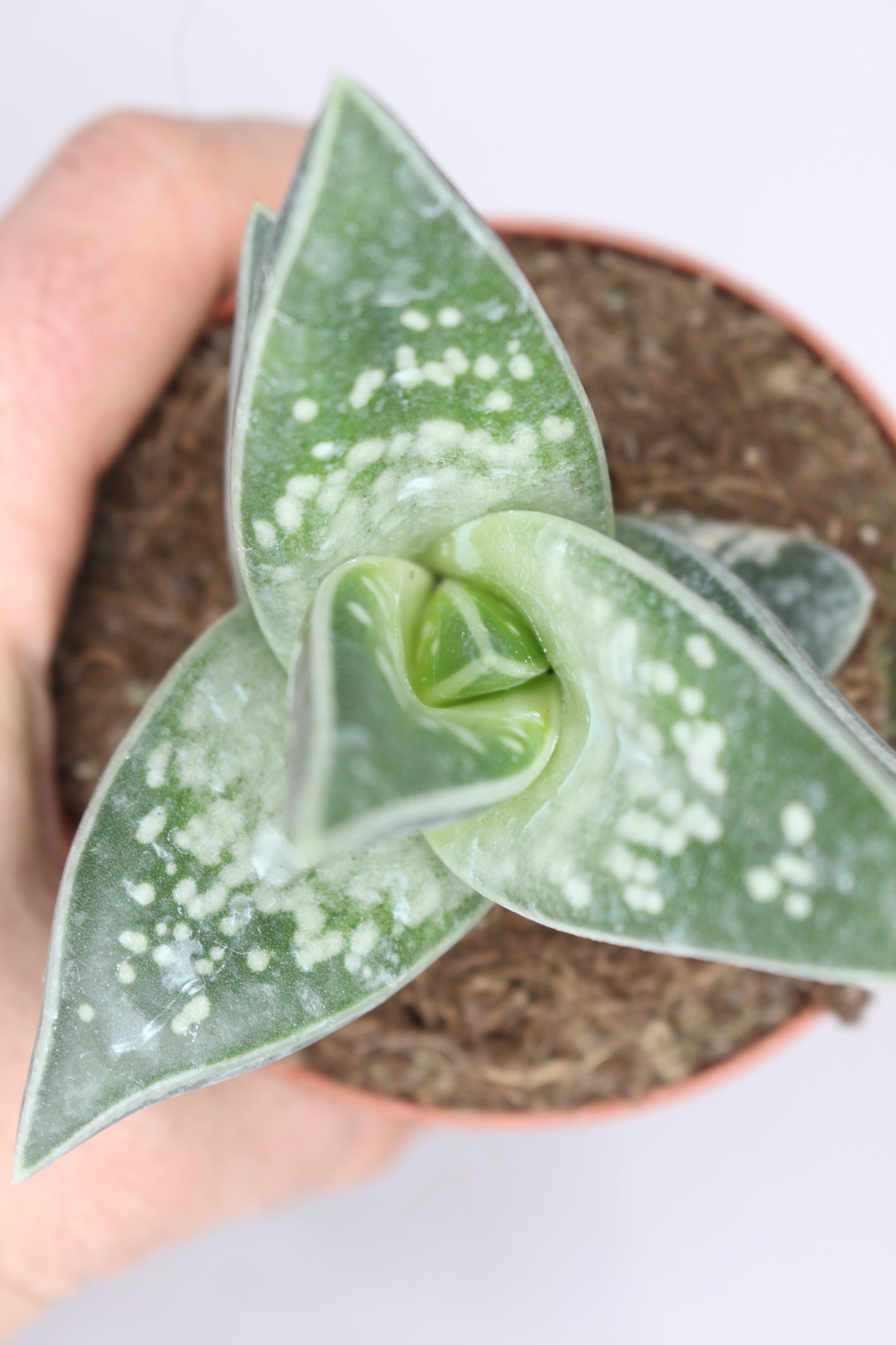 suculenta-decorativa