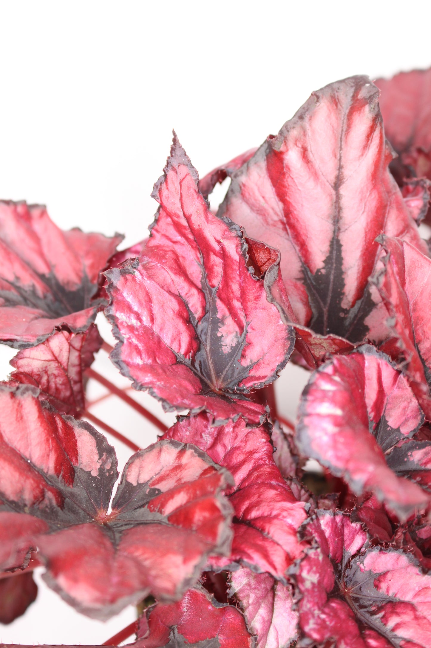 begonia rex red kiss en maceta