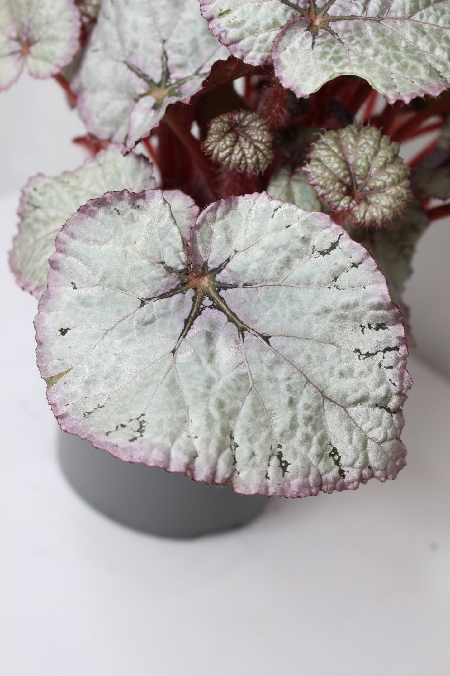 begonia rex silver en maceta