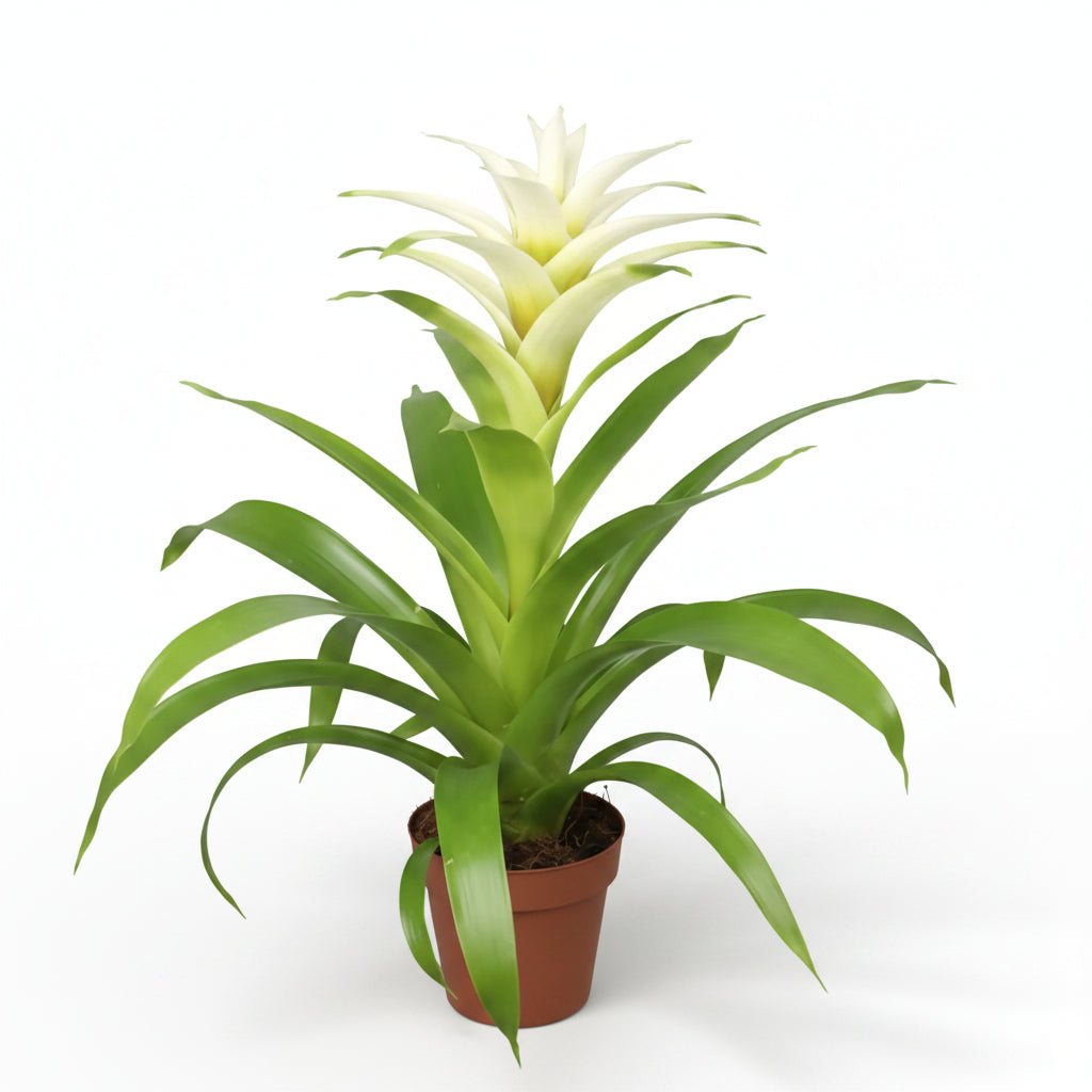 BROMELIA FLORES COLORES