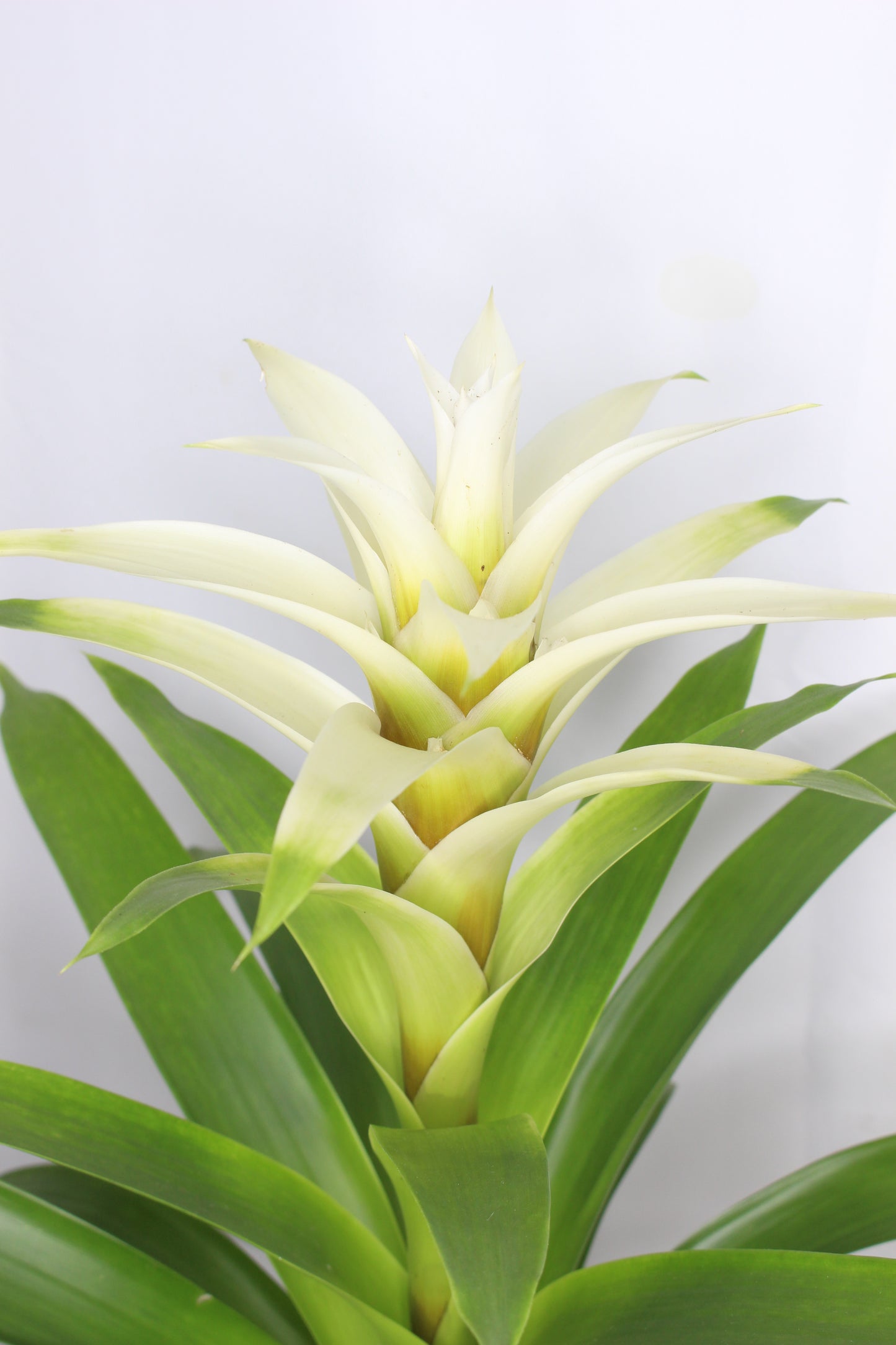 Bromelia Guzmania Blanca