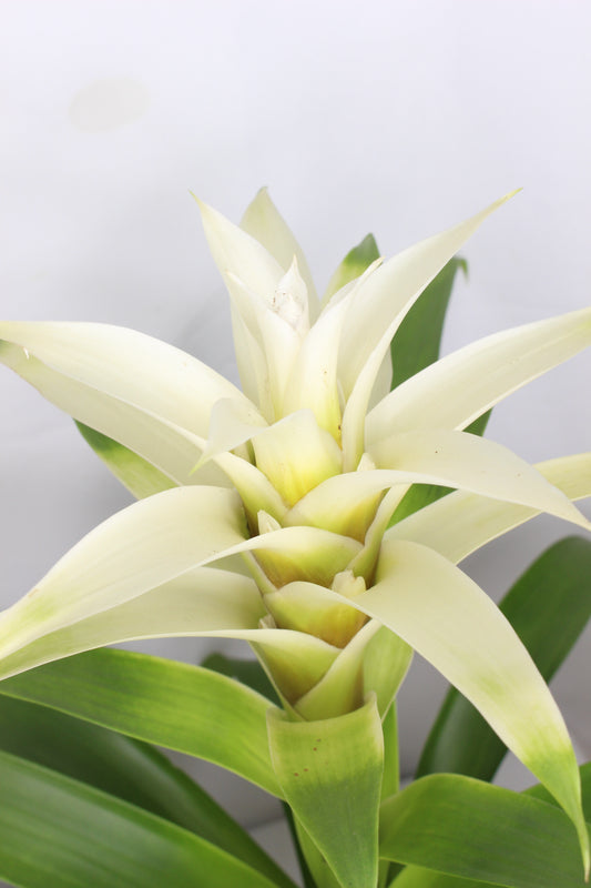Bromelia Guzmania Blanca