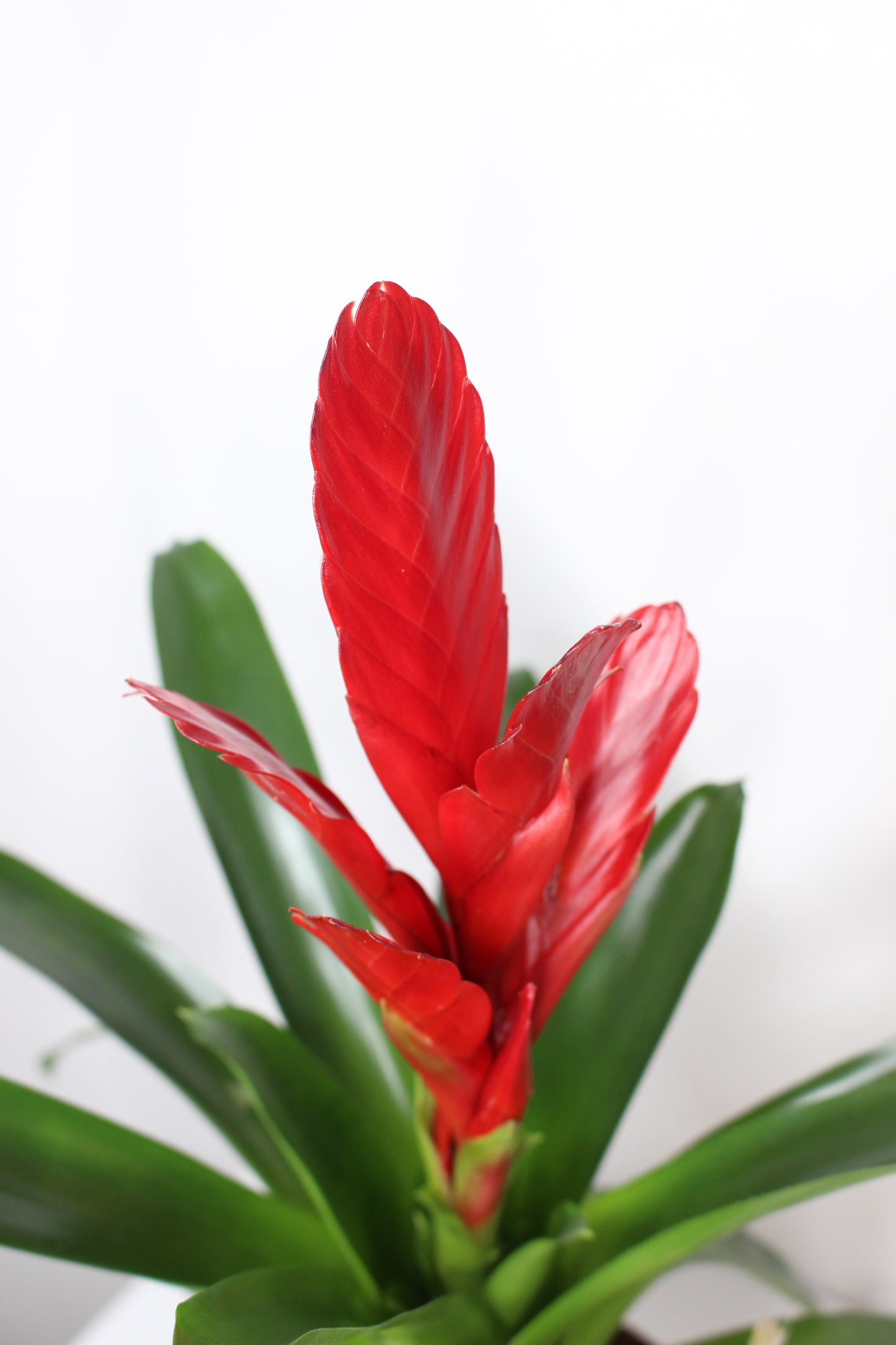 bromelia vriesea flor roja en maceta