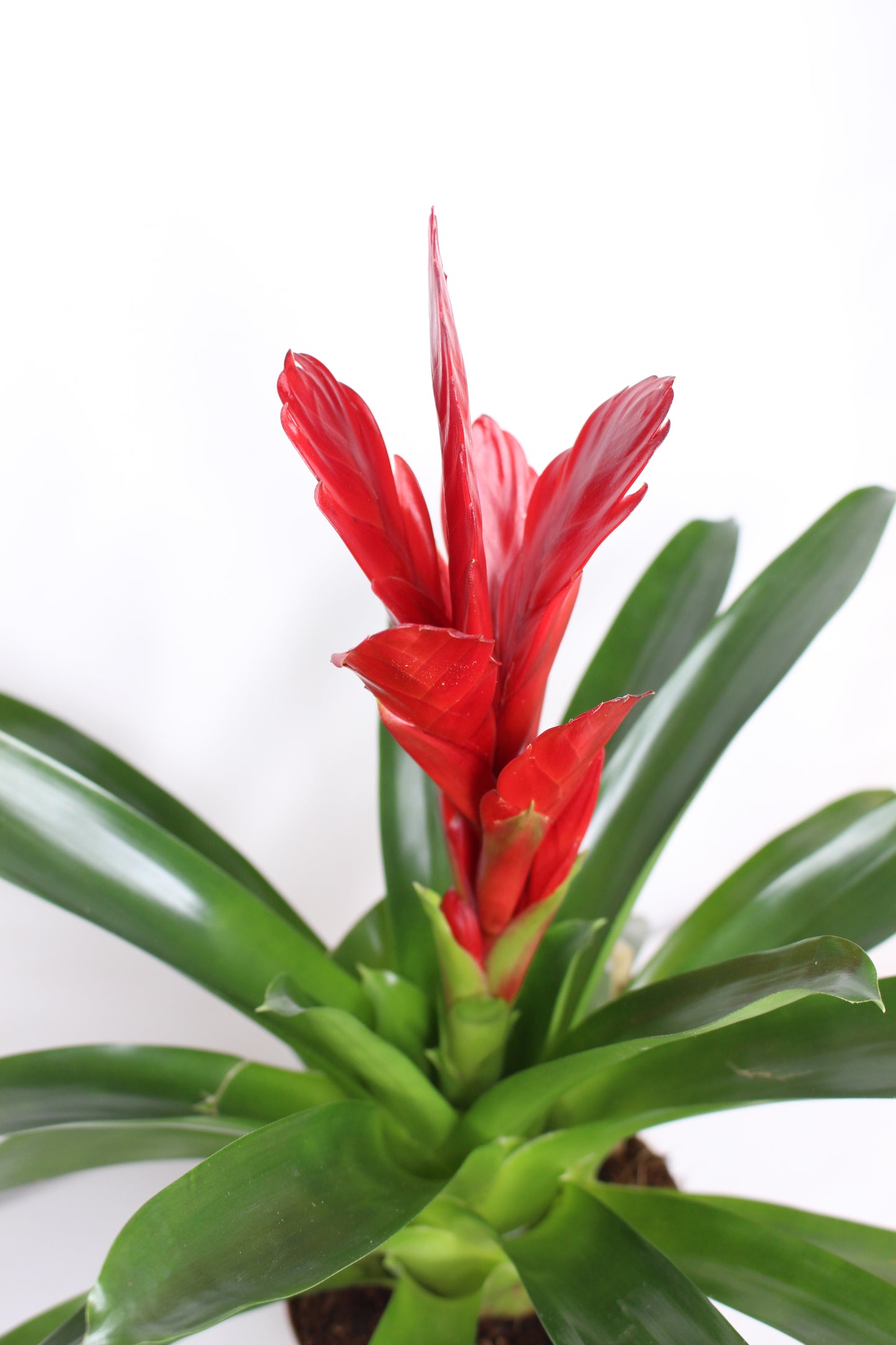 Bromelia Vriesea Roja