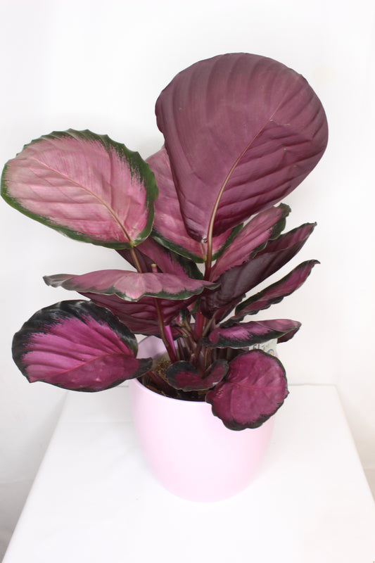 Macetero Rosa Especial 14 cm