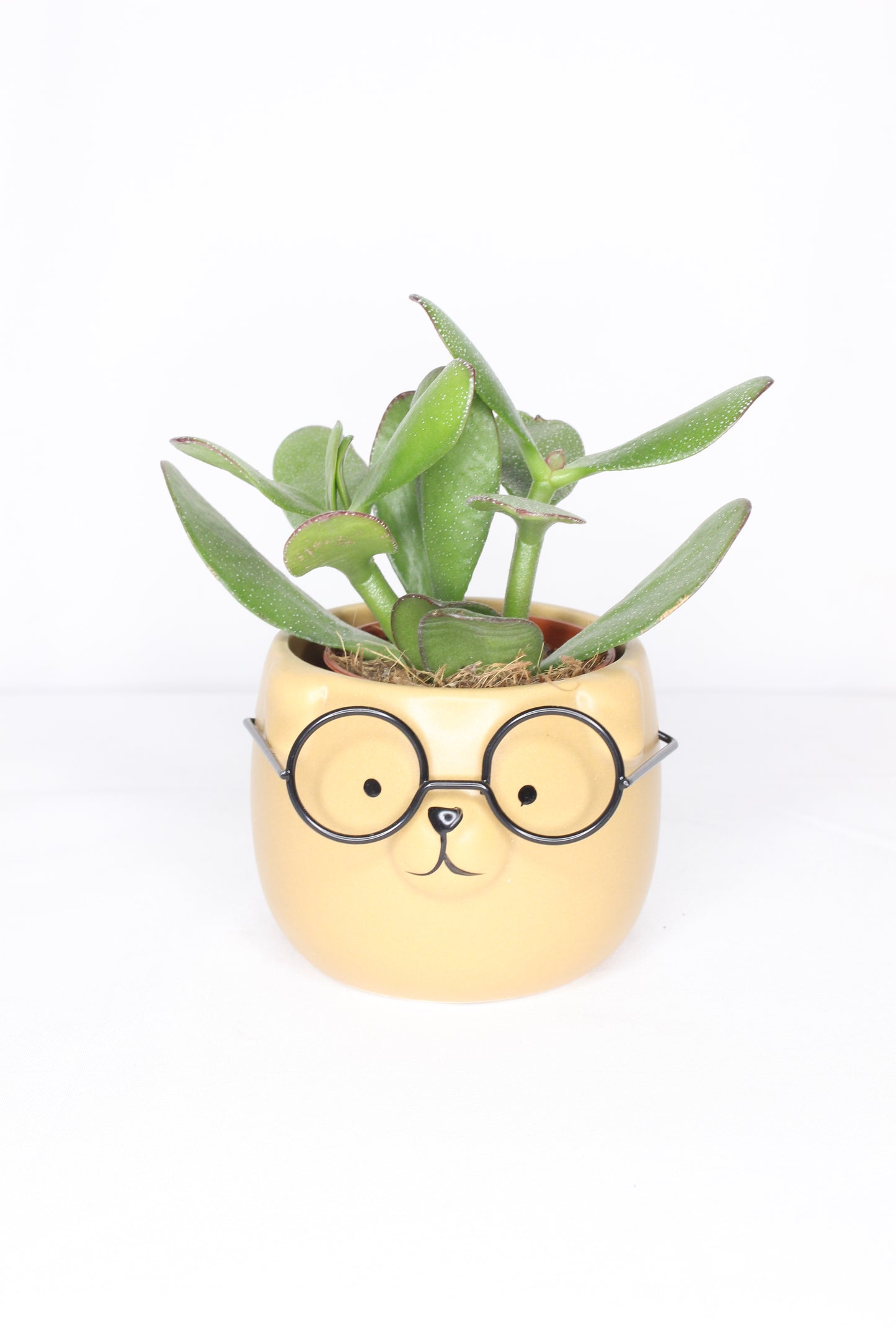 Macetero Mini Perrito Gafas Marrón Suave