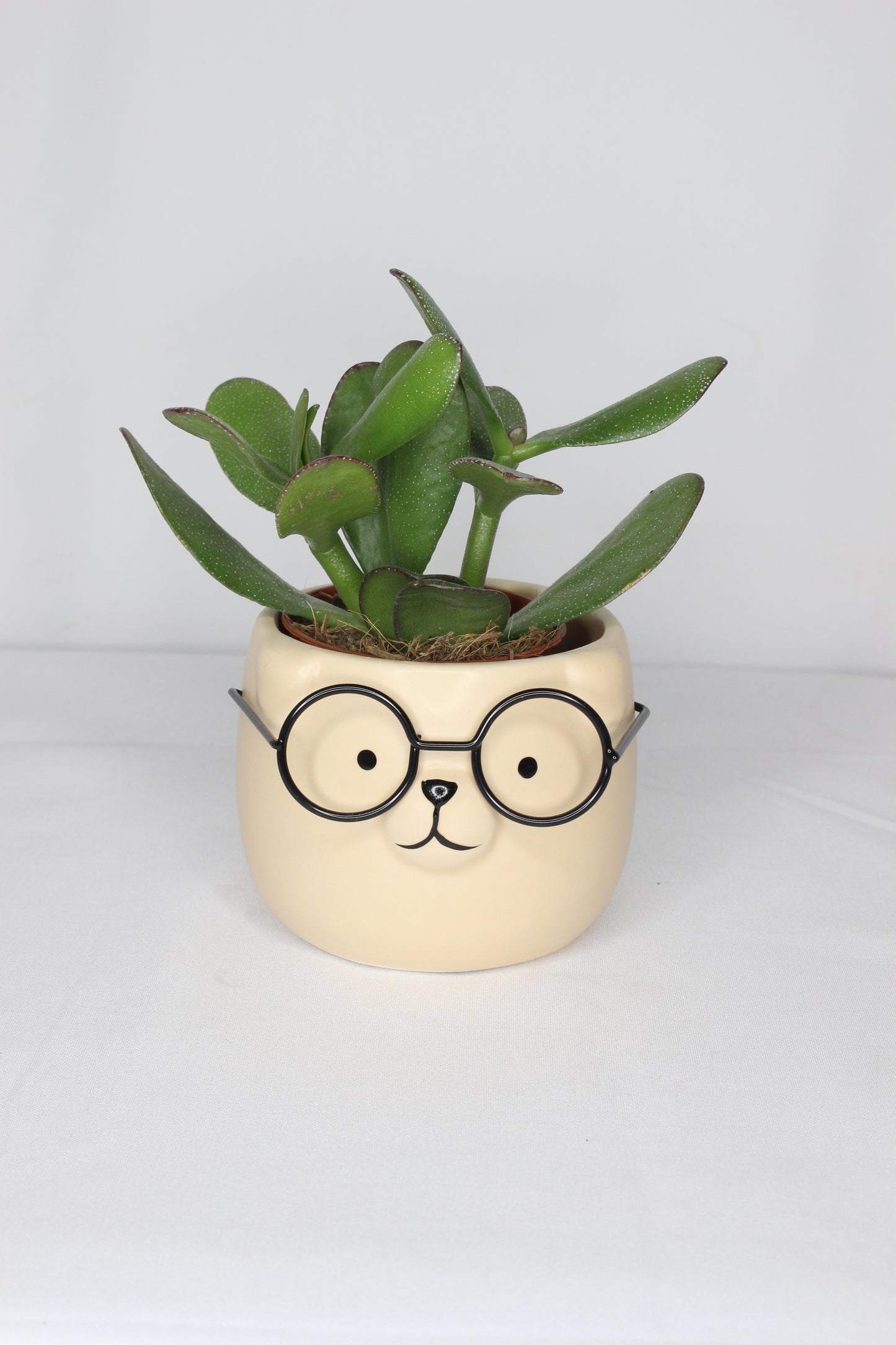 Macetero Mini Perrito Gafas Crema