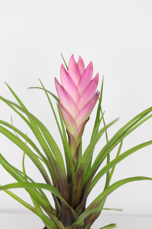Mini Tillandsia Cyanea Rosa