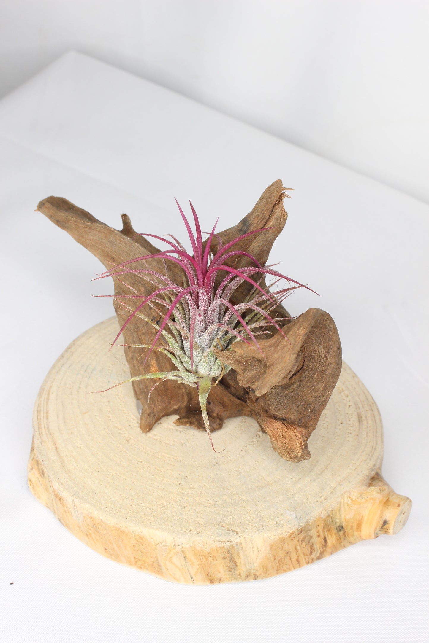 Composición Tillandsia (planta de aire)