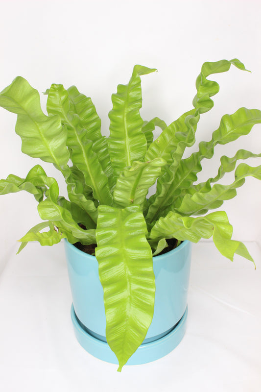 Maceta Azul Celeste + Plato Cerámica