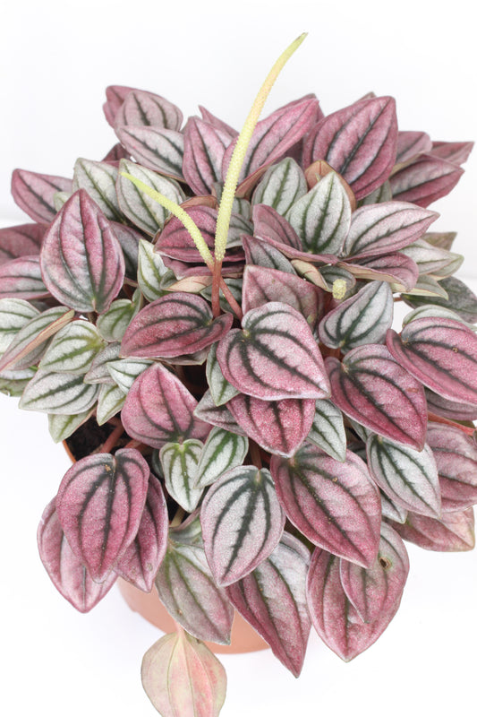 Peperomia Cayenne Rosa