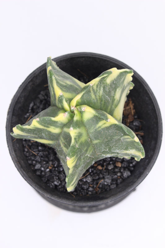 Astrophytum Myriostigma Variegado