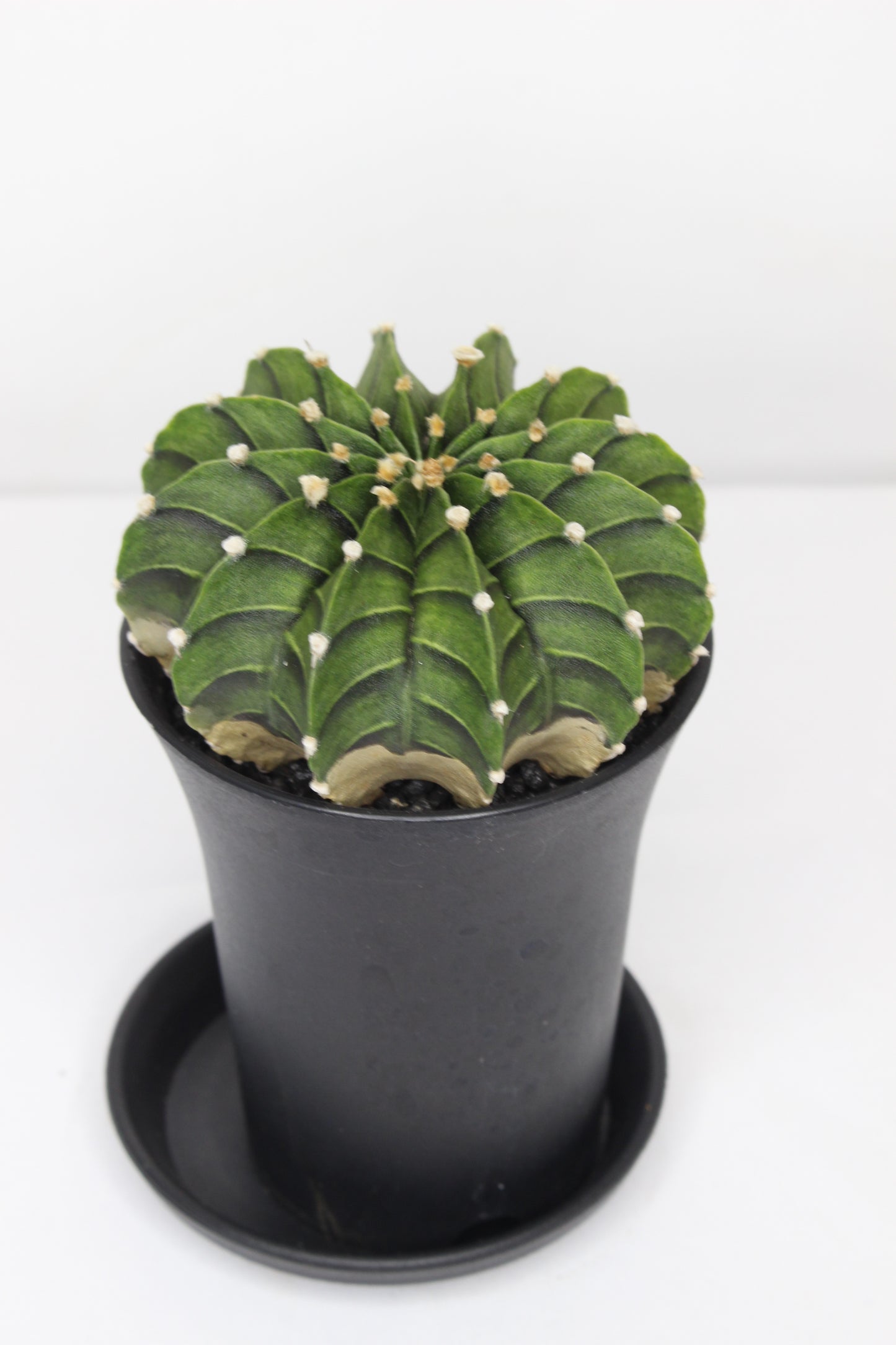 Gymnocalycium Friedrichii