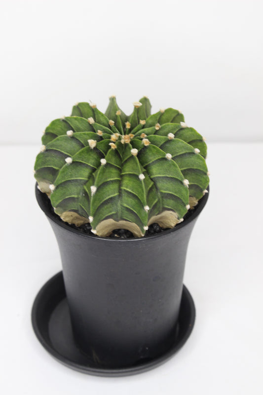 Gymnocalycium Friedrichii