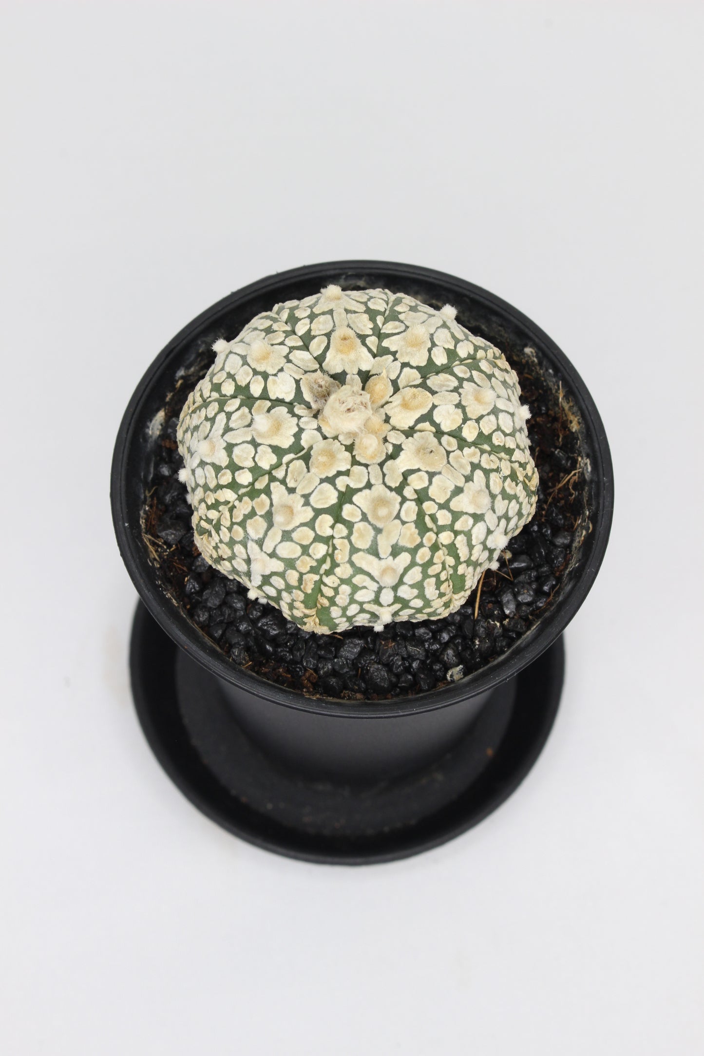 Astrophytum Super Kabuto