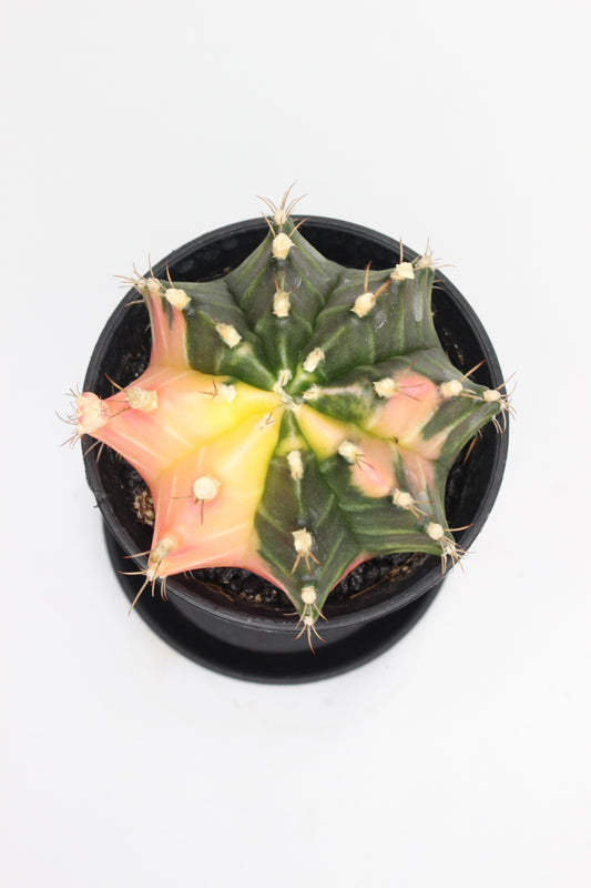 Gymnocalycium Japan Variegado