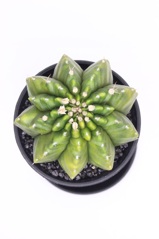 Gymnocalycium Spine Less