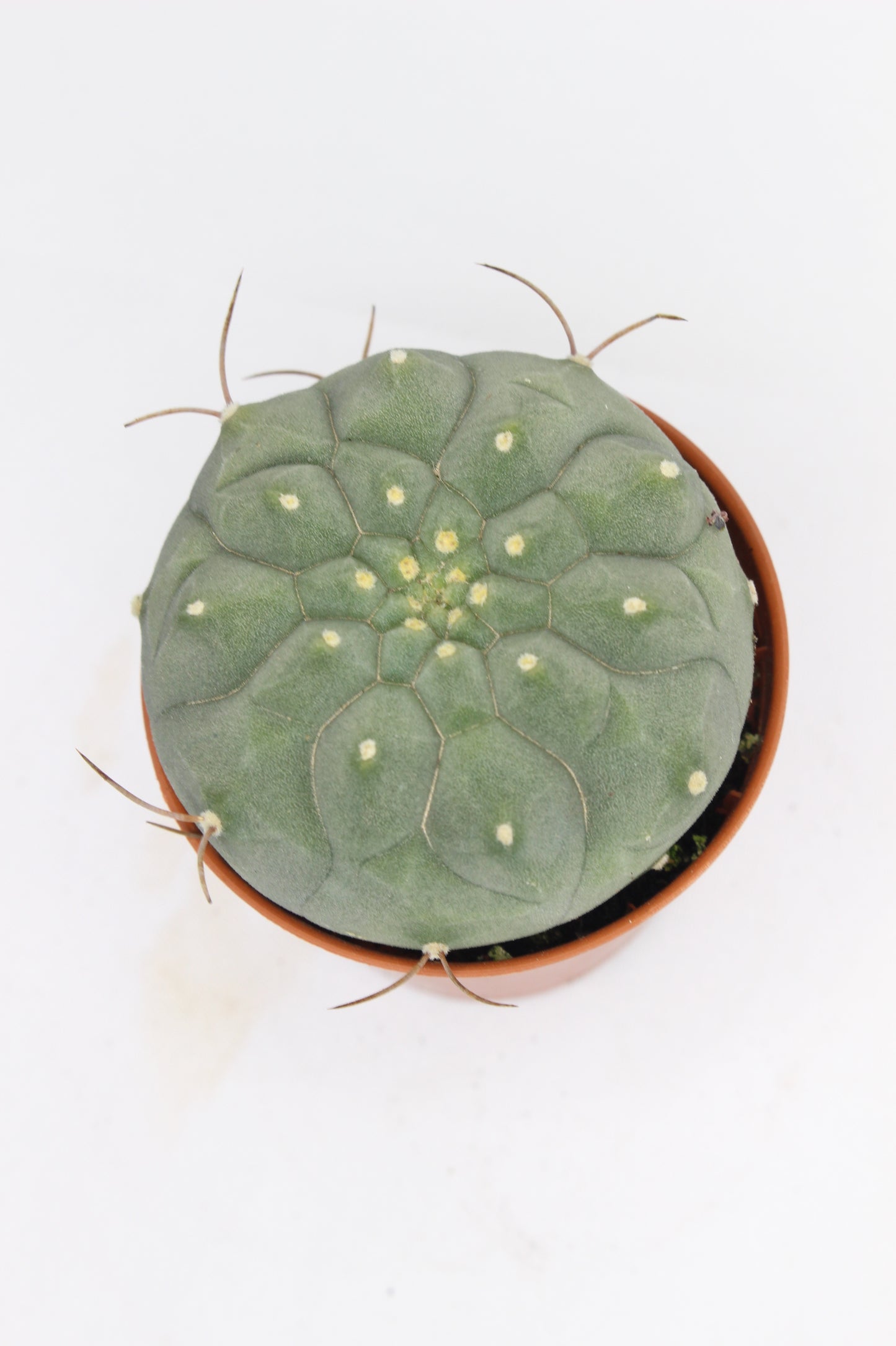 Matucana Madisoniorum