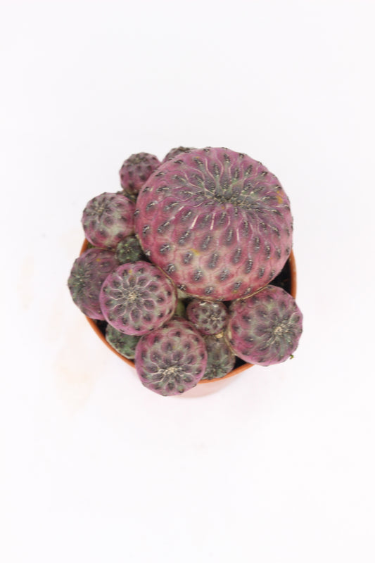 Sulcorebutia Rauschii