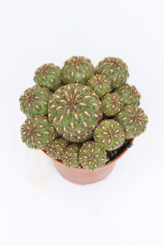 Sulcorebutia Totorensis