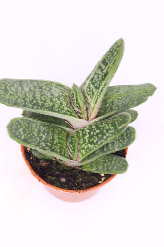 Gasteria Little Warty